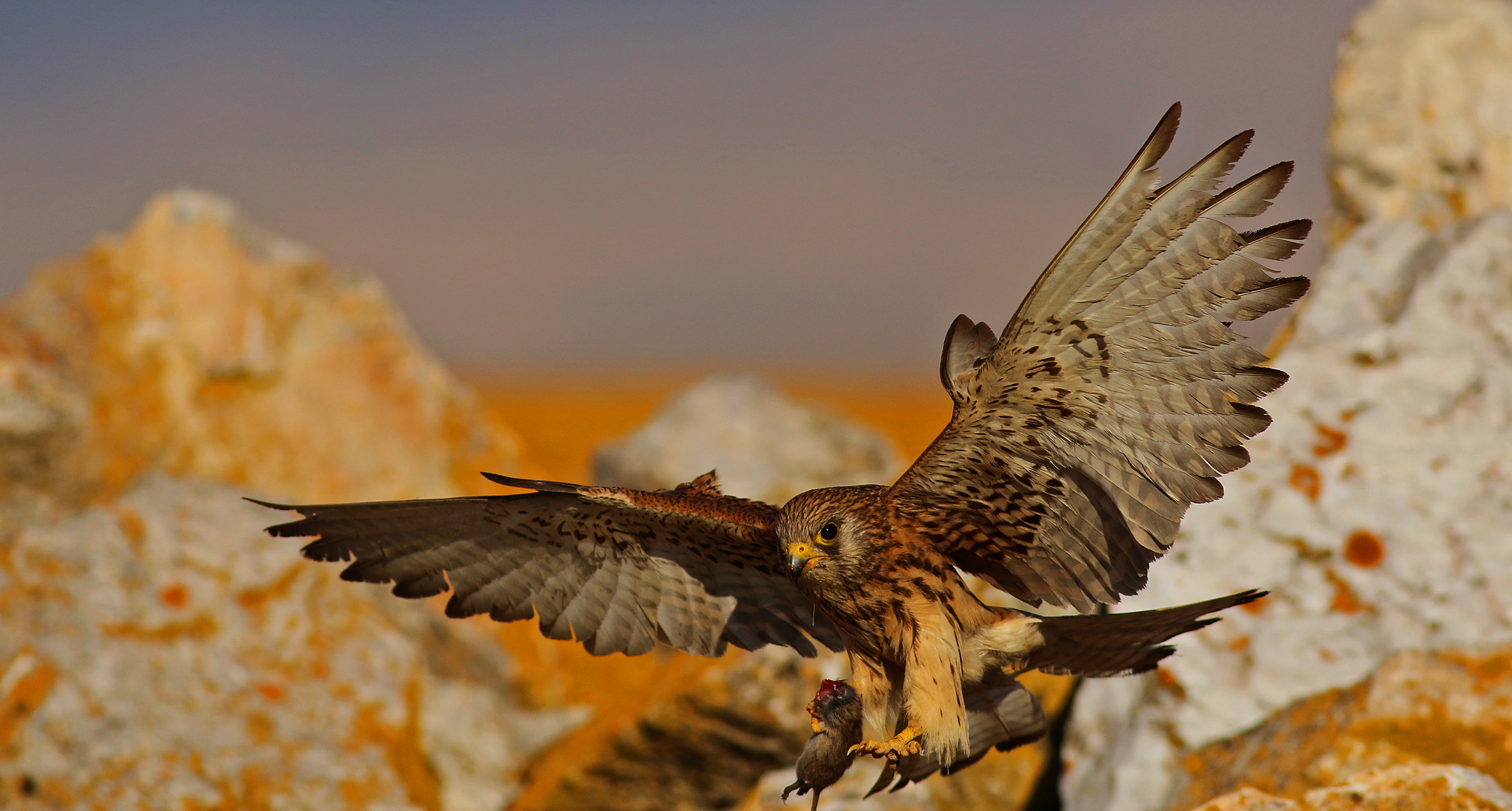 Lesser Kestrel
